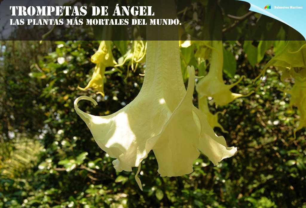 Trompetas de angel