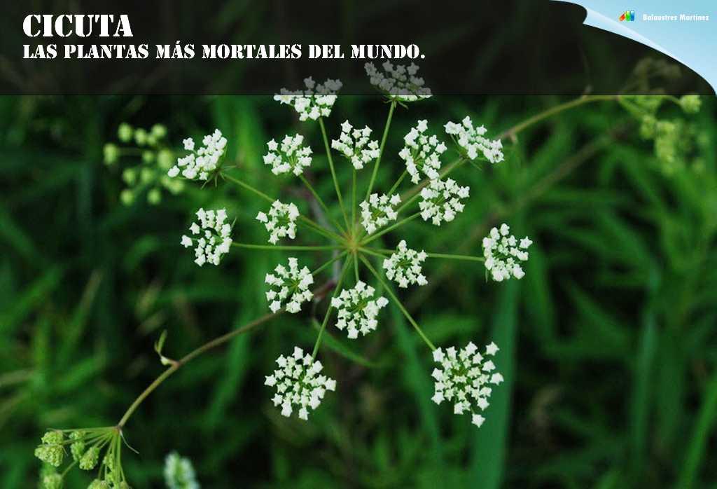 cicuta
