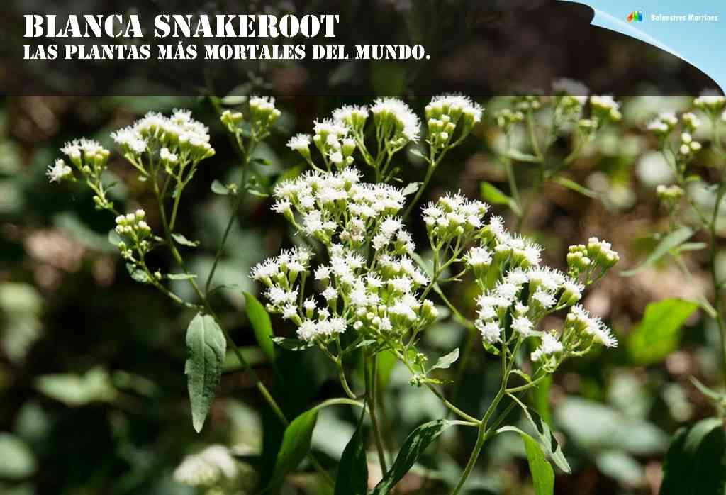blanca snakeroot