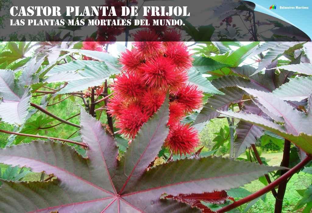 Castor planta de frijol