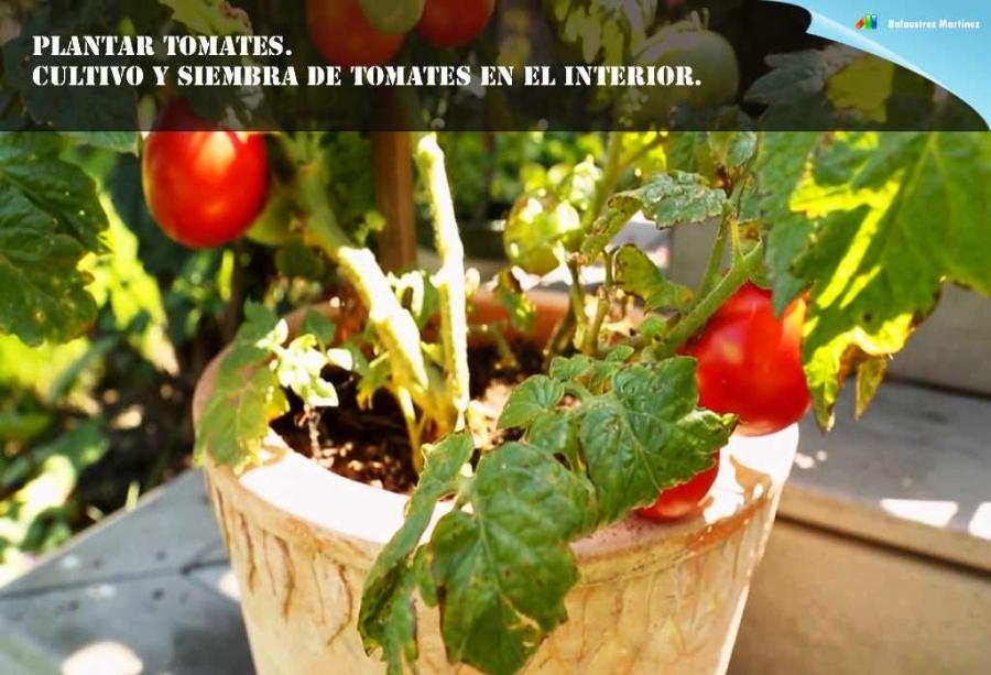Cultivo y siembra de tomates en el interior.