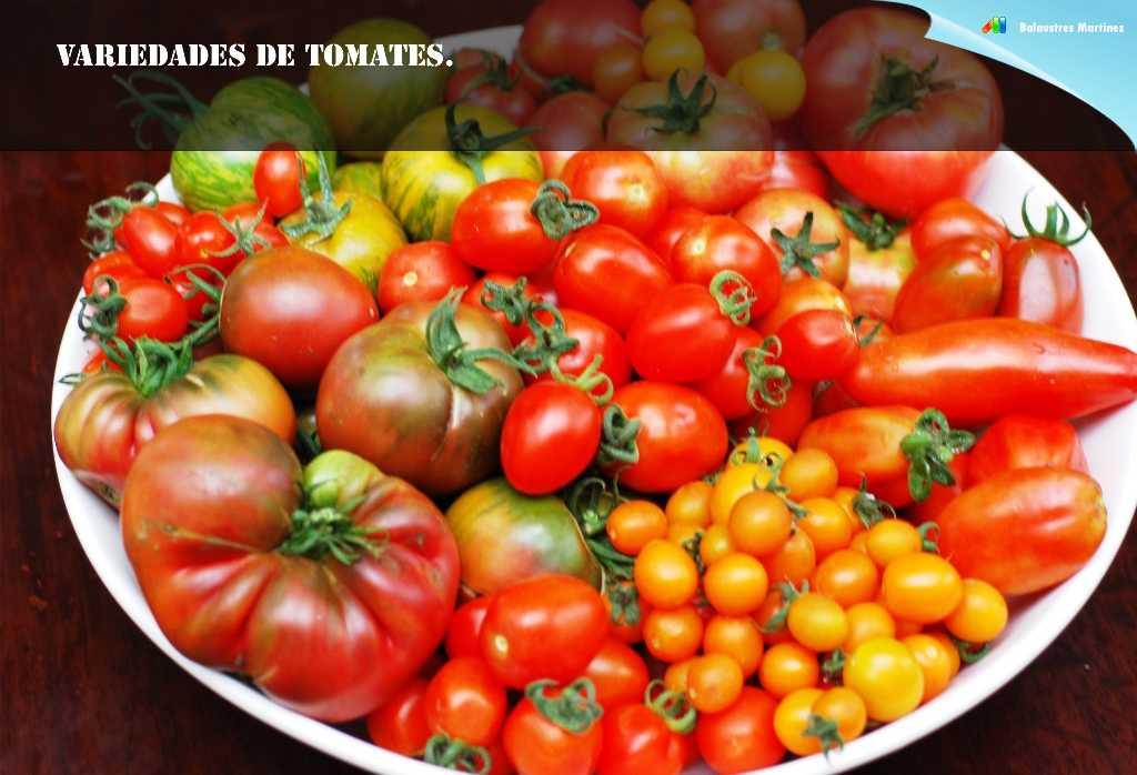 variedades de tomates