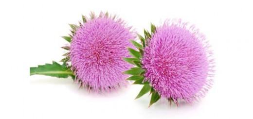 cardo-mariano-excesos-planta