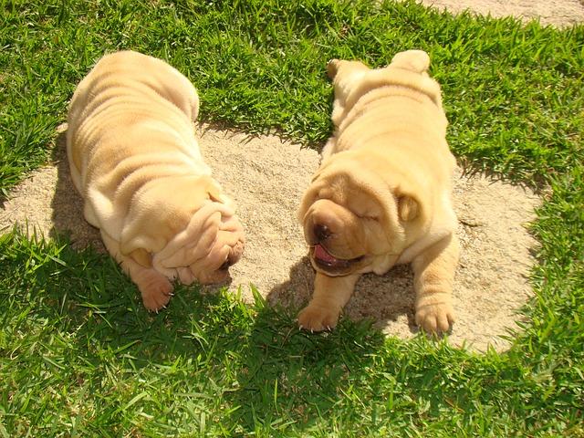 Cachorros de Shar Pei
