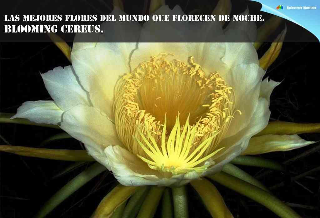 Blooming Cereus