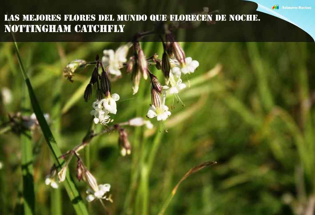 Las 10 mejores flores del mundo que florecen de noche | Plantas