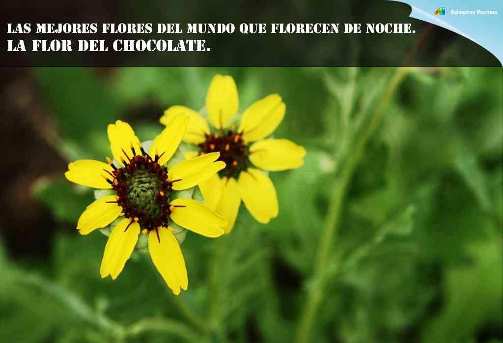 FLOR CHOCOLATE