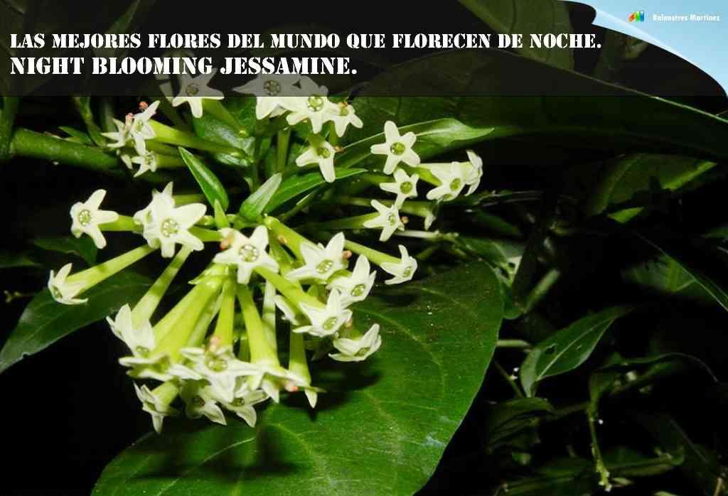 Night blooming jessamine