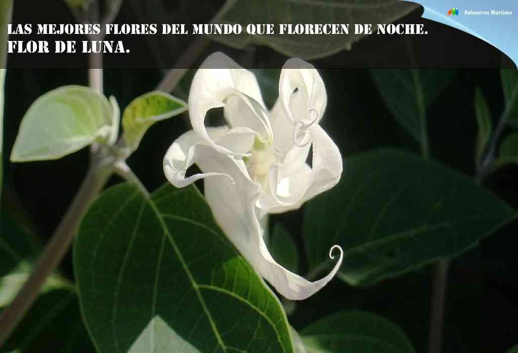 FLOR DE LUNA
