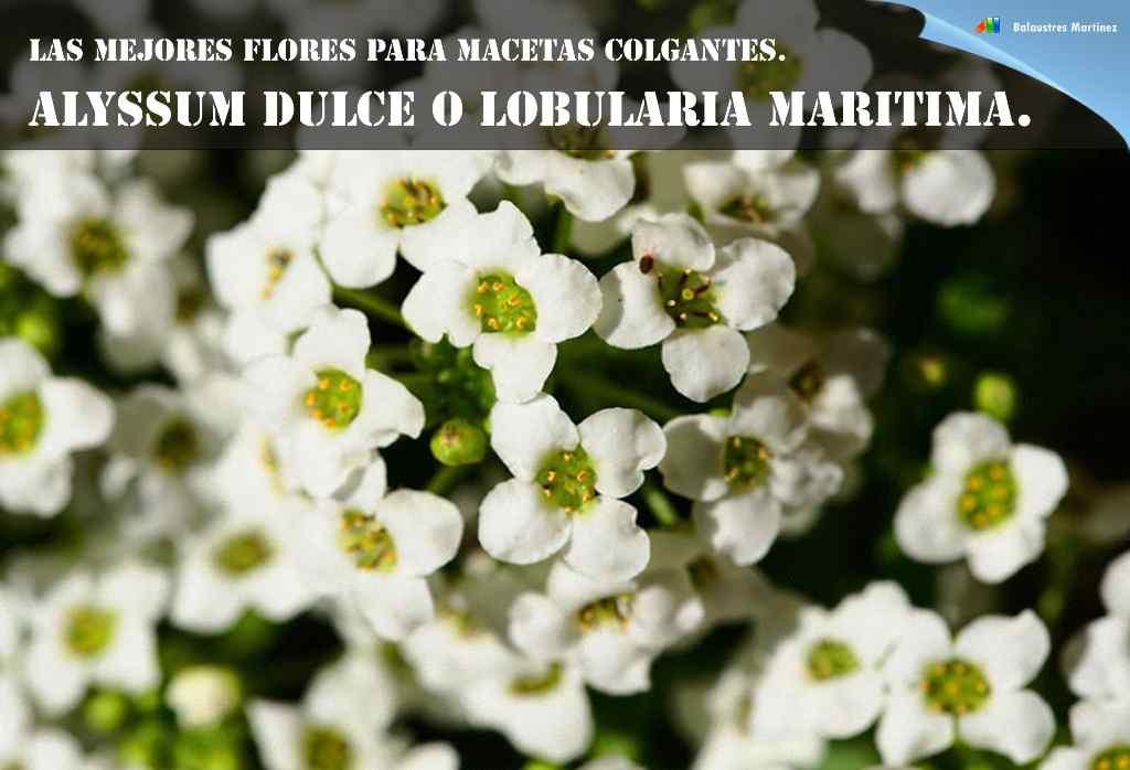 Alyssum dulce o Lobularia maritima