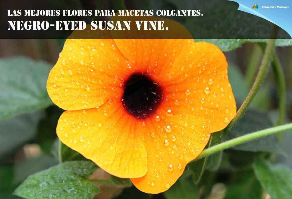 Negro eyed Susan Vine