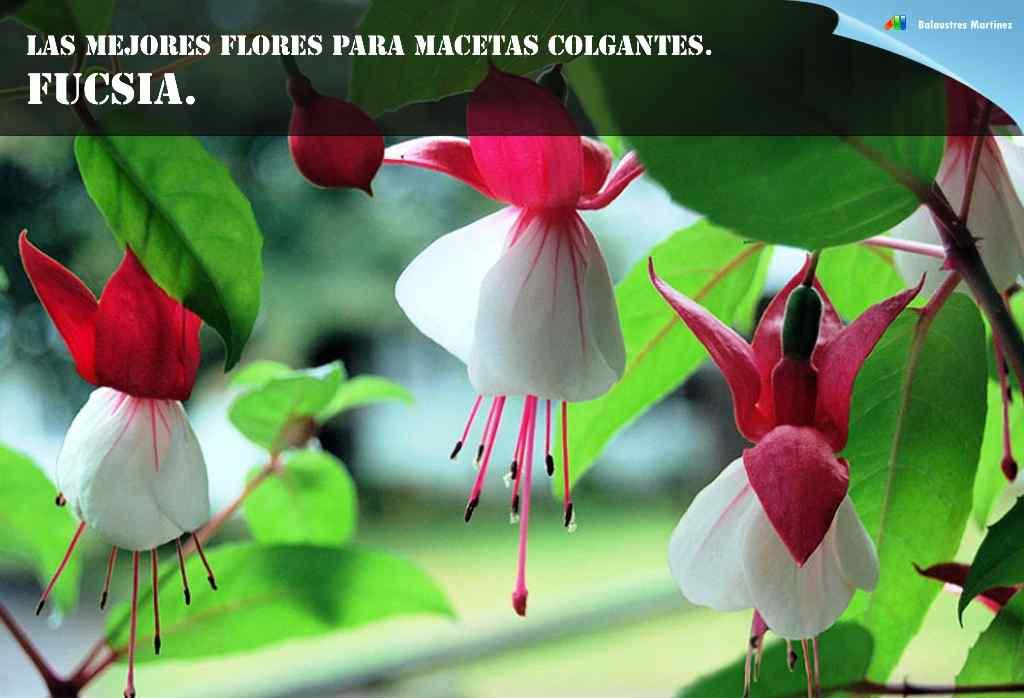 Las mejores flores para macetas colgantes | Plantas