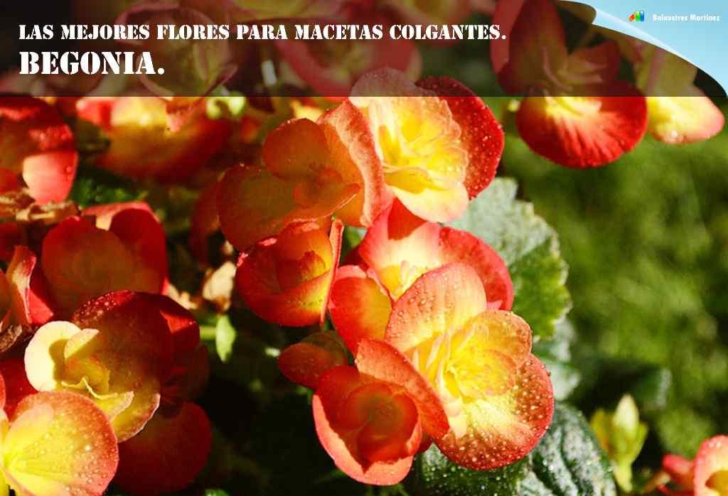 Las mejores flores para macetas colgantes | Plantas