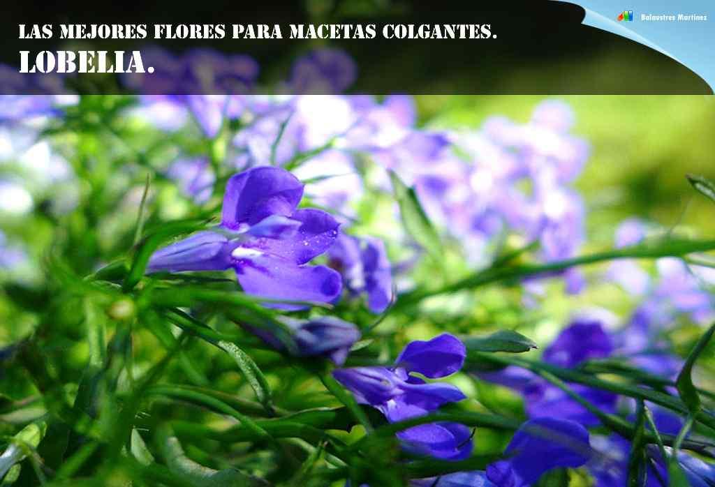 Lobelia