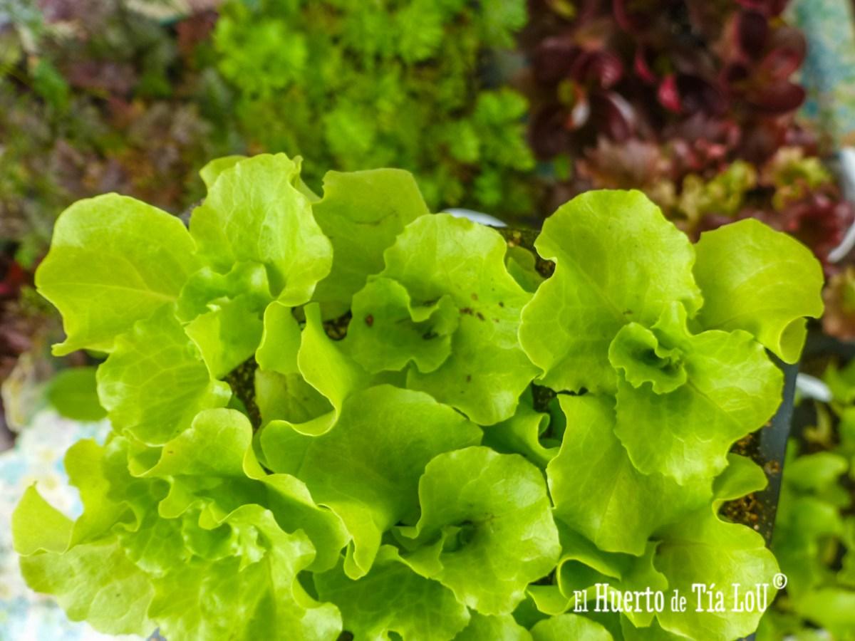 Simple: Sembrar, comer, amar...