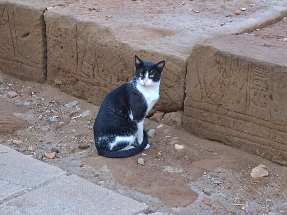 Bastet, la diosa gato de Egipto