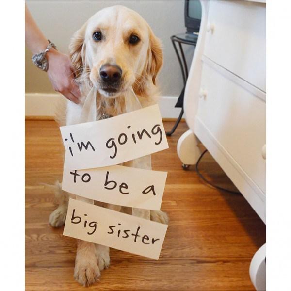 Ideas para anunciar el embarazo con perros y mascotas en www.madreyblogger.com