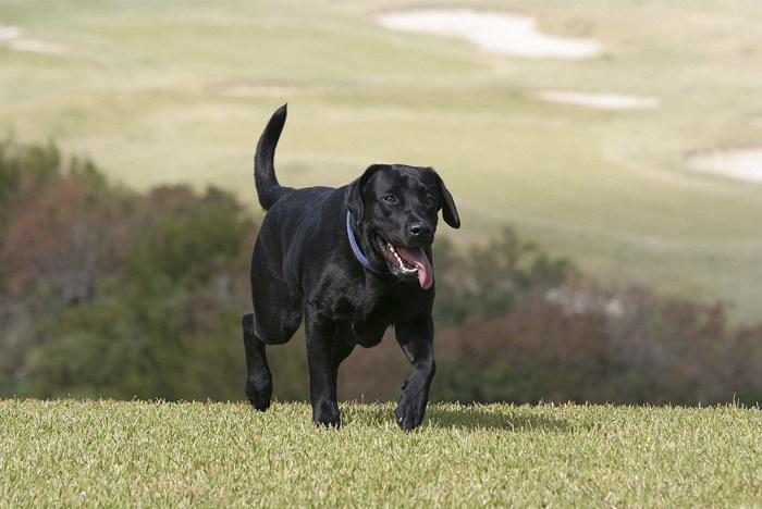 Labrador Retriever