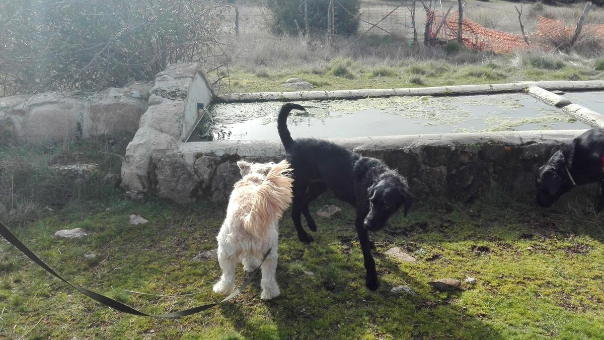Salida de socialización - febrero 2016. Siente a tu perro.
