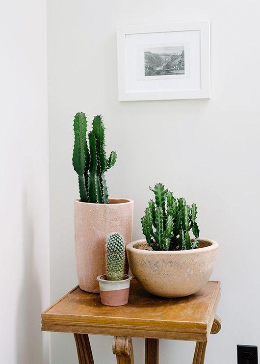 Decorando con cactus 