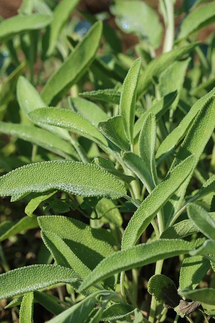 salvia menopausia