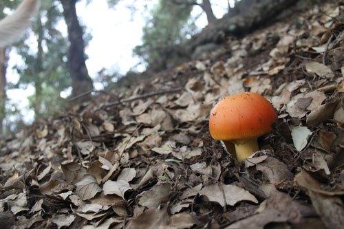 vegetarianos sierra de aracena