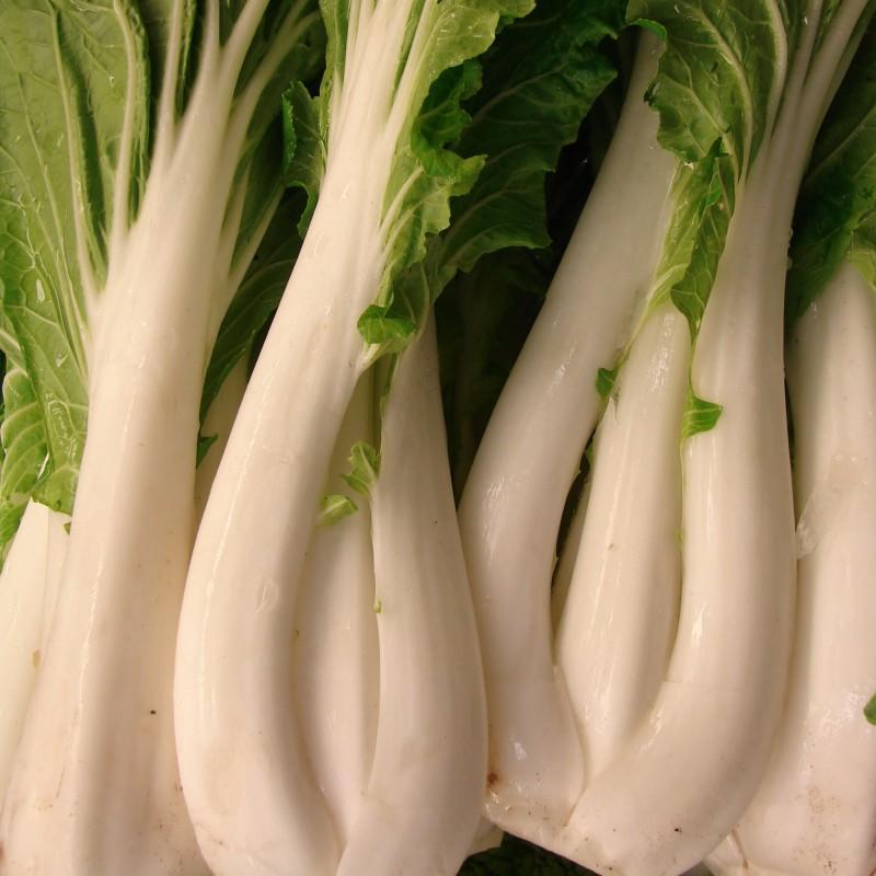 pak choi semillas