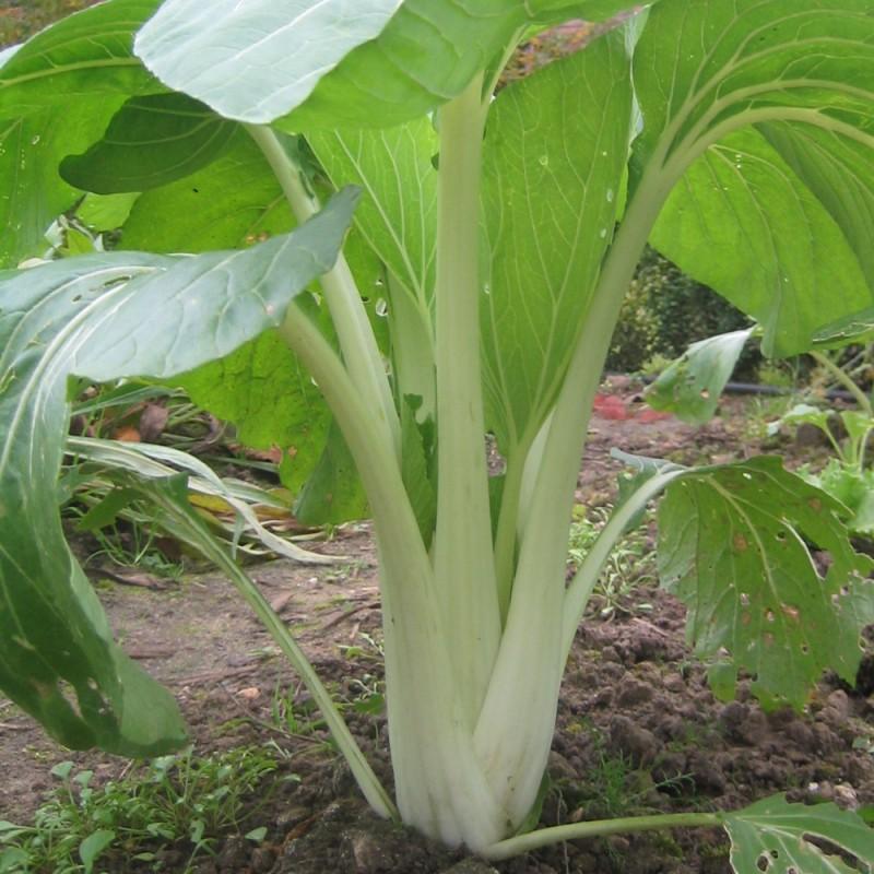 pak choi cultivo