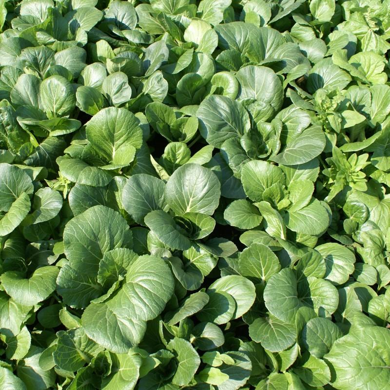 pak choi