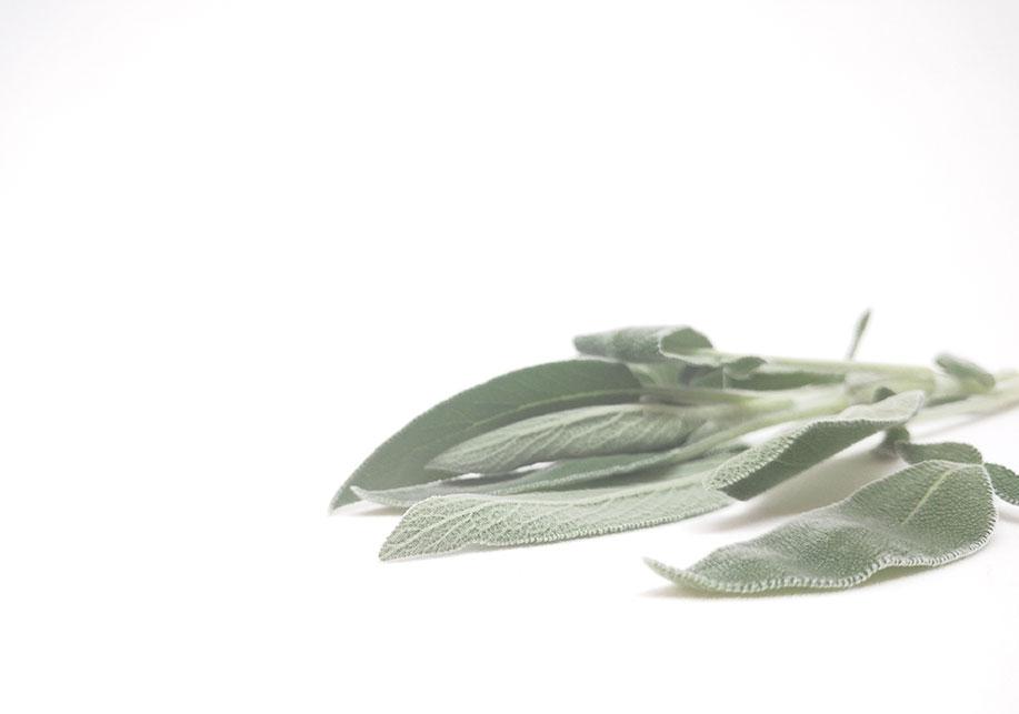 cómo utilizar la salvia