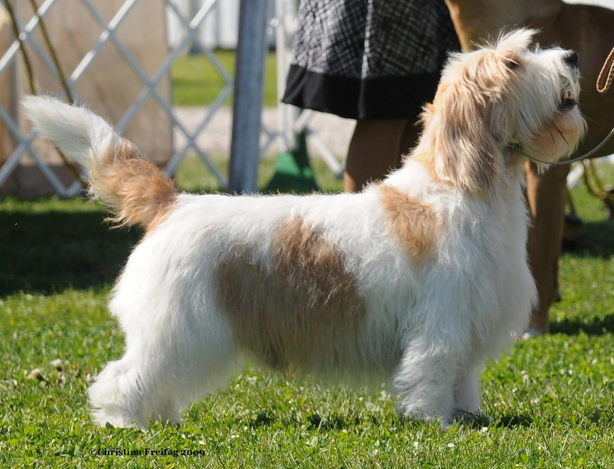 Gran Basset Griffon Vendeen 