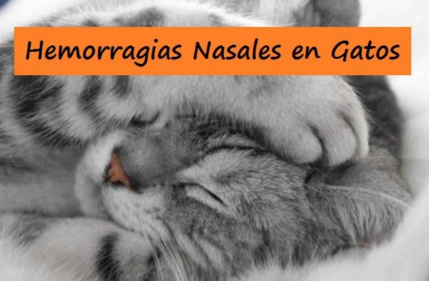 Hemorragias Nasales en Gatos