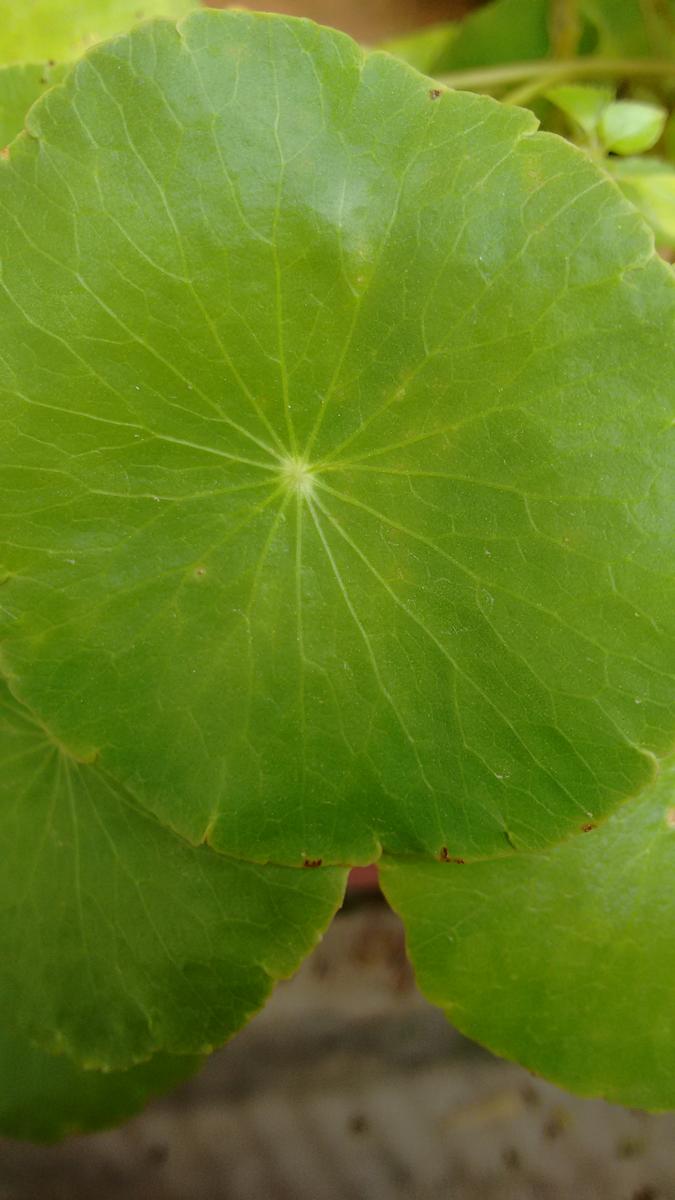 IMG_20160103_110931325