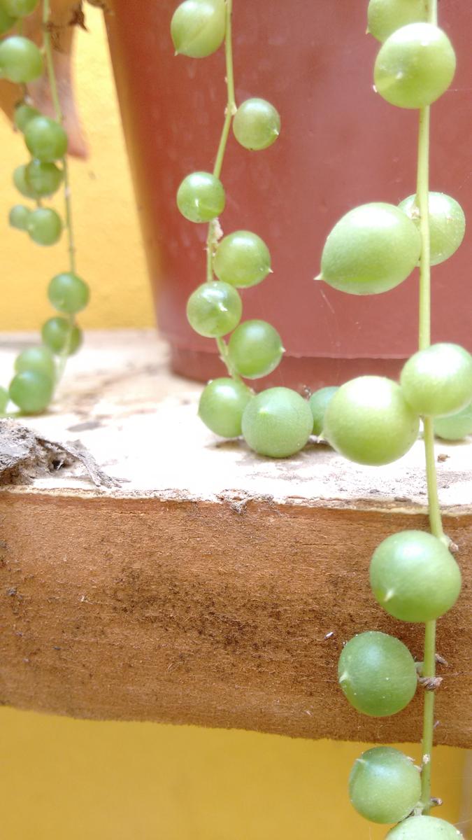 IMG_20160103_111135242