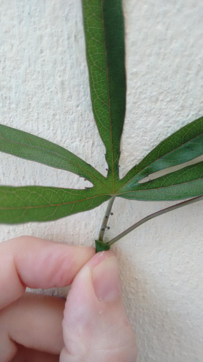 IMG_20160208_181459849