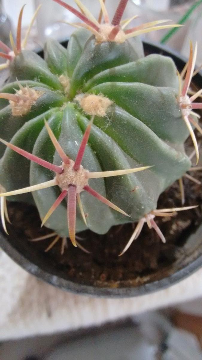 IMG_20151207_185707407