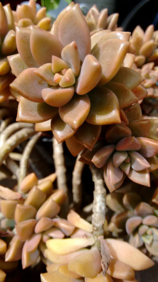 IMG_20151209_094815143