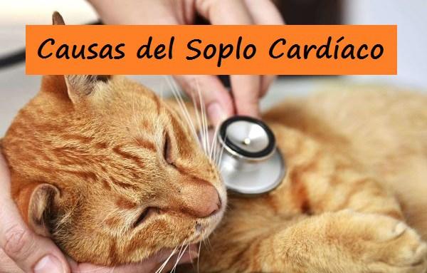 Causas del Soplo Cardíaco en Gatos