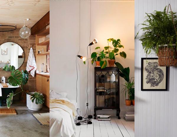 3_plantas_interior_necesitan_poca_luz_blog_ana_pla_interiorismo_decoracion_0
