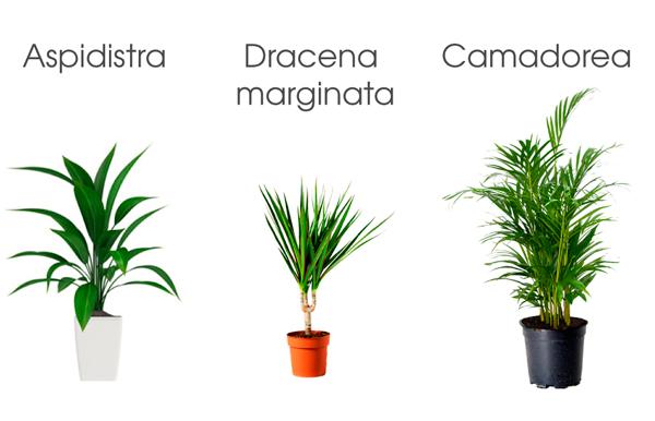 3 plantas de interior que necesitan poca luz | Decoración