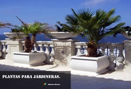 plantas para jardineras