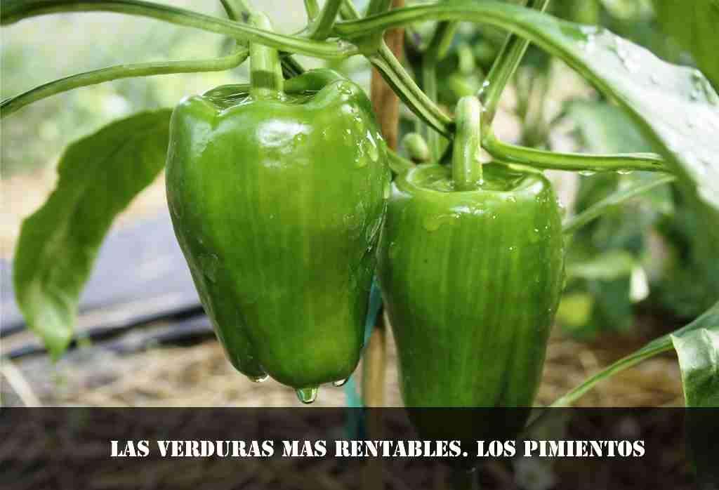 LAS VERDURAS MAS RENTABLES LOS PIMIENTOS