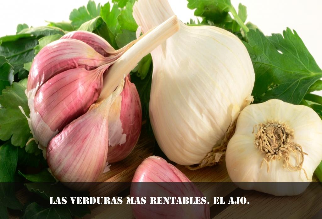 LAS VERDURAS MAS RENTABLES AJO