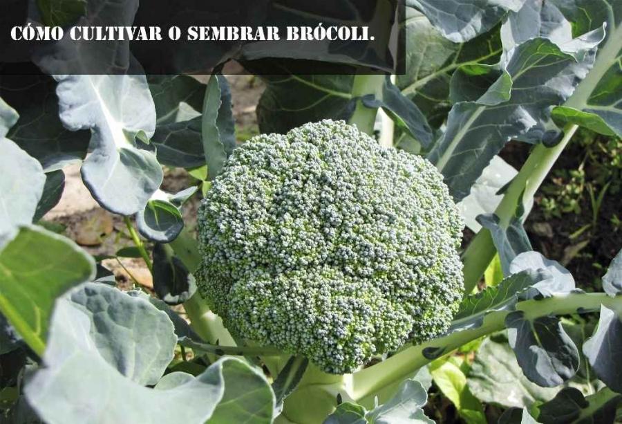 Cómo cultivar o sembrar brócoli.