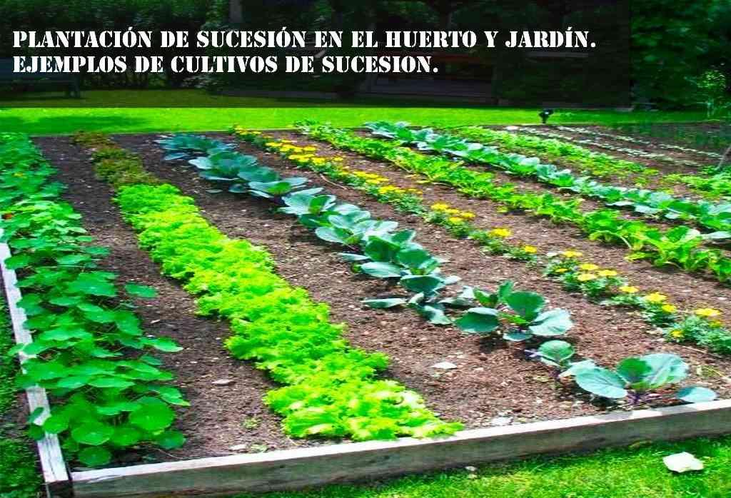 ejemplos de cultivos de sucesion