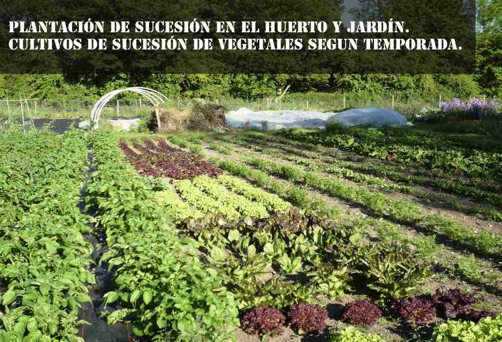 cultivo de sucesion segun temporada