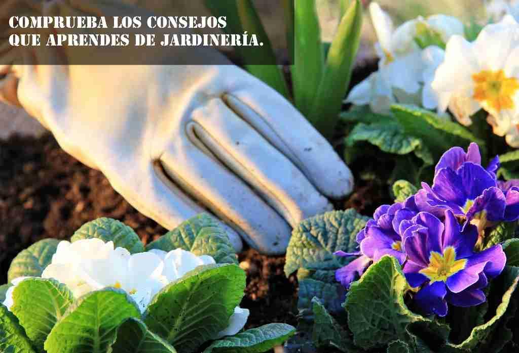 Consejos Básicos De Jardinería Plantas