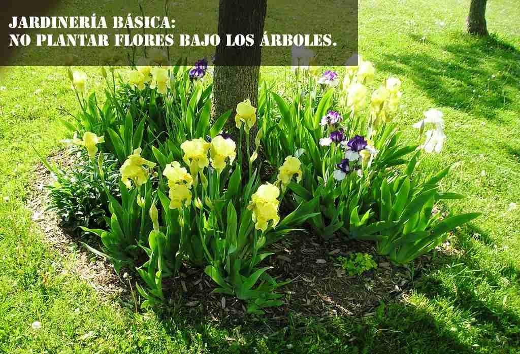no plantar bajo los arboles