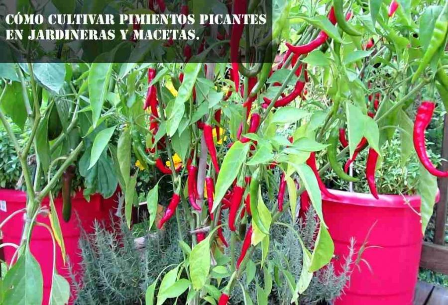 Cómo cultivar pimientos picantes en jardineras y macetas.