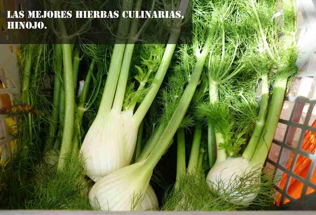 hinojo